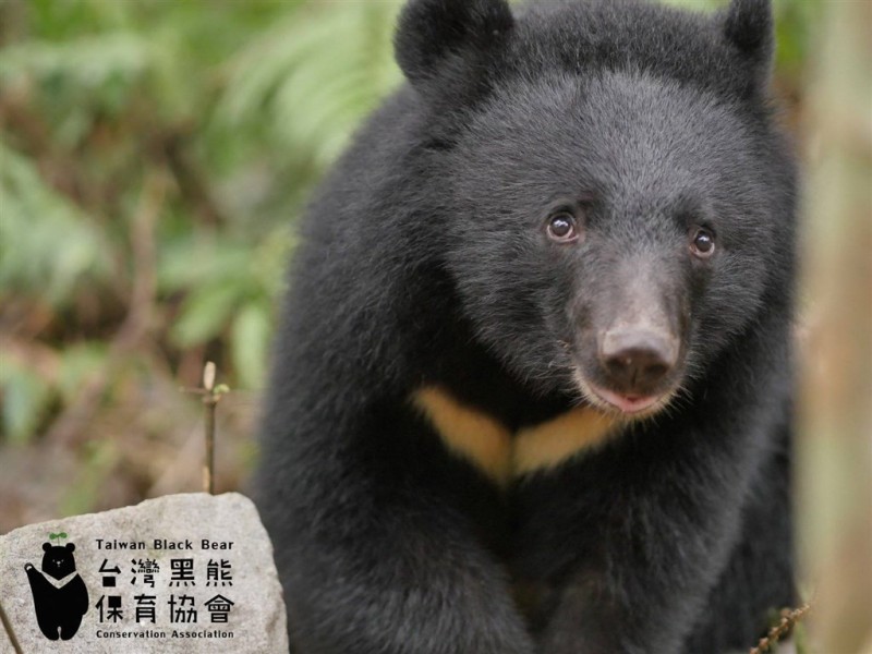 Raising Awareness About The Taiwan Black Bears